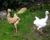 D Eiba 2.9.2012 - 