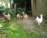 D Eiba 2.9.2012 - 
