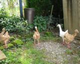 D Eiba 2.9.2012 - 