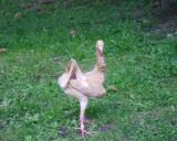D Eiba 2.9.2012 - 