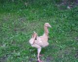 D Eiba 2.9.2012 - 