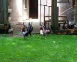 A Seifert 3.7.2011 - 