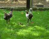 A Seifert 3.7.2011 - 